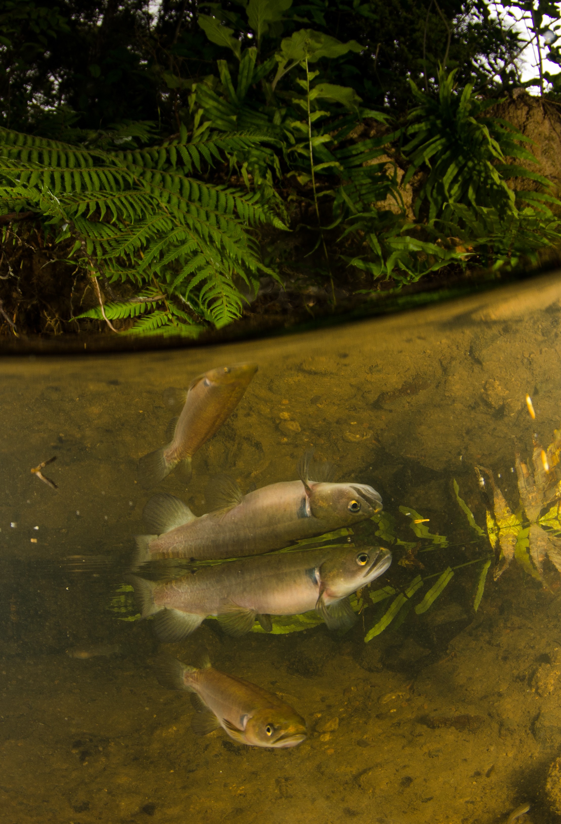 DSC_5447 – Banded, kokopu, Galaxias, fasciatus, home, kaiatea, stream, Crispin, new, zealand, new zealand, freshwater, streams, stream, rivers, galaxid